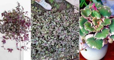 16 Ground Covers that Become Excellent Houseplants - balconygardenweb.com - city Boston