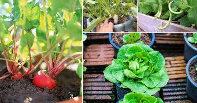 18 Fast Growing Fall Vegetables To Plant In Containers - balconygardenweb.com