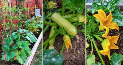 Apply these 9 Home Based Tricks and Tips for Tastiest Zucchini Harvest Ever - balconygardenweb.com