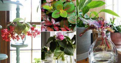11 Most Colorful Plants to Grow in Water Indoors - balconygardenweb.com