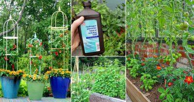 8 Best Tricks to Grow Vining Vegetables Like Never Before - balconygardenweb.com