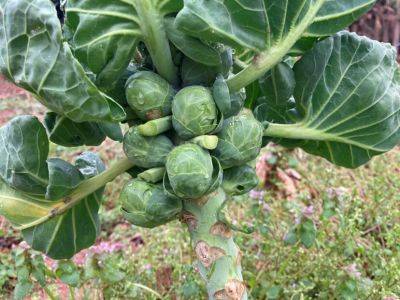 Start Brussels Sprouts Now for a Winter Harvest - hgic.clemson.edu - city Brussels