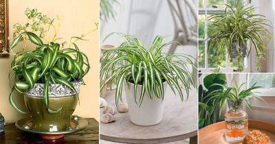 Spider Plant Care Indoors | Growing Spider Plant in Home - balconygardenweb.com