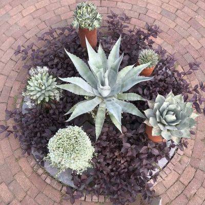 Versatile succulents, indoors and out, with wave hill’s harnek singh - awaytogarden.com