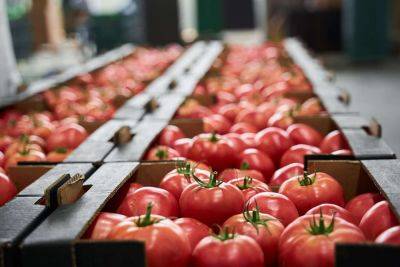 Here's Why the Modern Tomato Tastes Like Cardboard - treehugger.com