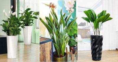 13 Statement Hotel Plants You Can Grow in Your Home - balconygardenweb.com - city Sansevieria