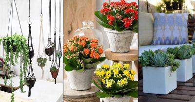 12 Reasons Why You Should Grow Succulents - balconygardenweb.com