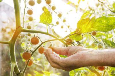 Tomatoes Can Sunburn—Here's What You Need To Know To Prevent Sunscald - southernliving.com - Georgia - state Texas