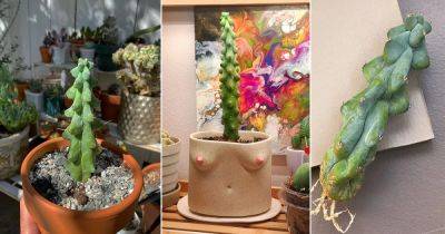 Boobie Cactus Care and Growing Guide - balconygardenweb.com - Mexico