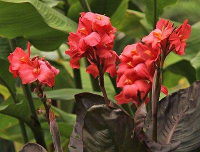 How To Grow And Care For Cannas - southernliving.com - Greece - state Oklahoma