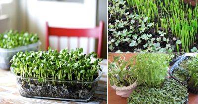 Best Microgreen Growing Hacks & Cheat Sheet For Every Gardener - balconygardenweb.com