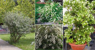 21 Bushes and Shrubs with Small White Fragrant Flowers - balconygardenweb.com - Japan - state New Jersey