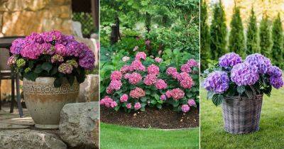 Growing Purple Hydrangea | Purple Hydrangea Hydrangea Purple - balconygardenweb.com