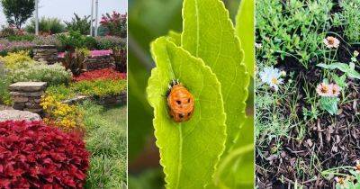 7 Master Gardener’s Tricks to Improve Beneficial Insects in Garden - balconygardenweb.com - county Garden
