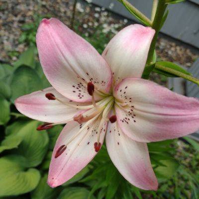 Lily Love - finegardening.com - state Minnesota