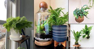 19 Best Indoor Ferns | Most Beautiful Ferns for Homes - balconygardenweb.com - Australia - New Zealand