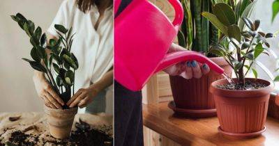 No More Dead Houseplants: 5 Most Important Tips for Indoor Plant Killers - balconygardenweb.com