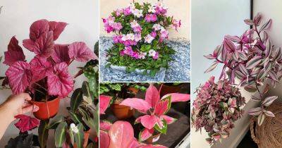 24 Most Beautiful Pink Tropical Plants - balconygardenweb.com - China - Thailand