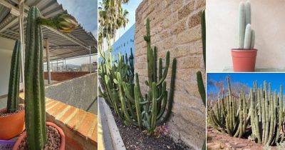 18 Best Types of Columnar Cactus Varieties - balconygardenweb.com - Mexico