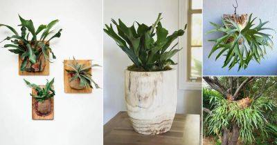 How to Grow Staghorn Fern on Anything - balconygardenweb.com