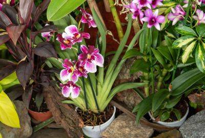 10 Tips to Keep Orchids Thriving, Says a Horticulturist - thespruce.com