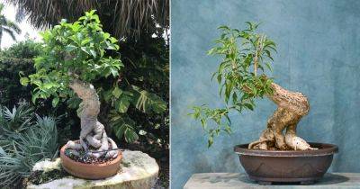 Baobab Tree Bonsai Care Tips - balconygardenweb.com