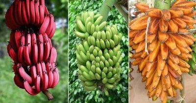 17 Types of Bananas | Different Varieties of Banana - balconygardenweb.com - Usa