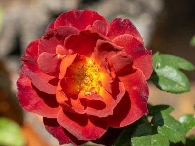 8 Unique Types Of Roses To Add To Your Garden - gardeningknowhow.com - Mexico