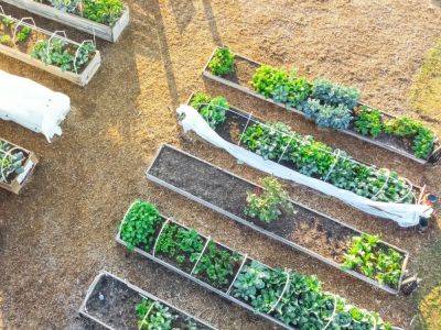 Community Garden Ideas And Designs For Different Goals - gardeningknowhow.com