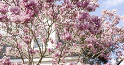 Your gardening questions answered: What’s wrong with my magnolia? - irishtimes.com