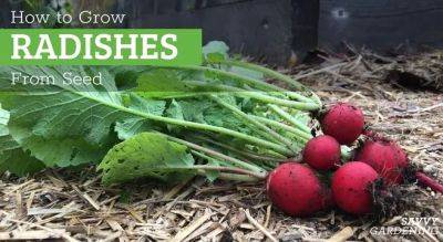 How to Grow Radishes From Seed for Spring and Fall Harvests - savvygardening.com - France - Poland