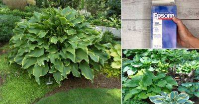 How To Make Hostas Grow Bigger, Bushier, Lusher With Epsom Salt - balconygardenweb.com