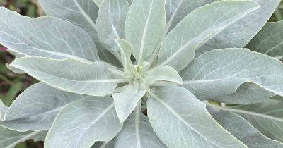 How to Grow and Use White Sage - gardenerspath.com - state California