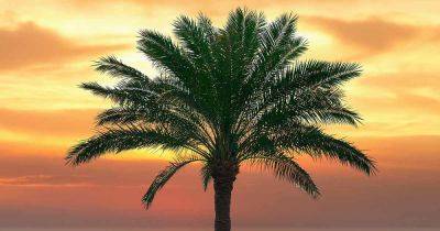 What to Do if Your Palm Tree Is Dropping Fronds - gardenerspath.com - state California