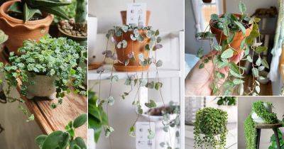 22 Best String Succulents that Hang | Popular String Plants - balconygardenweb.com - South Africa