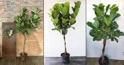 How to Braid Fiddle Leaf Fig | Ficus Lyrata Braid - balconygardenweb.com