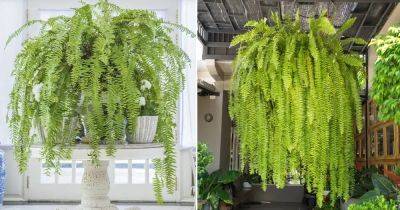 How to Get Your Indoor Fern to Look Like This | Best Fern Care Tips - balconygardenweb.com