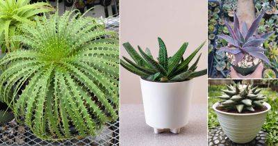 19 Plants that Look like Aloe Vera But are Not - balconygardenweb.com