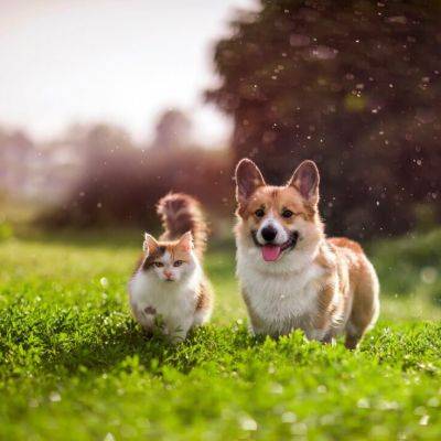 Essential Summer Tips for Pets: Keeping Your Furry Friends Happy and Safe - gardencentreguide.co.uk