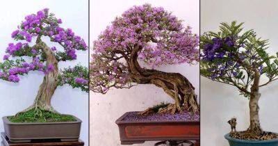 18 Best Jacaranda Bonsai Tree Pictures - balconygardenweb.com