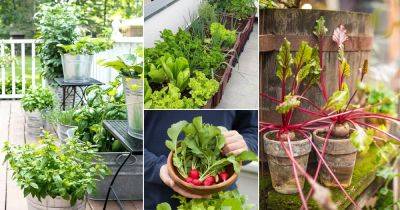 13 Most Productive Vegetables for a Balcony and Patio Garden - balconygardenweb.com - Switzerland
