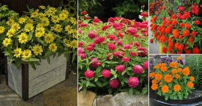 How To Grow Zahara Zinnia | Best Zahara Zinnias Varieties - balconygardenweb.com