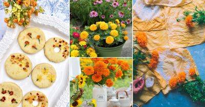 20 Things You Can Do With Marigolds You Never Knew About! - balconygardenweb.com