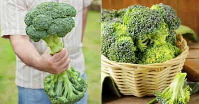 Is Broccoli Man Made or Natural? Secret Revealed - balconygardenweb.com - Britain - city Brussels