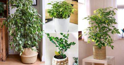 37 Best Ficus Benjamina Varieties You Can Grow - balconygardenweb.com
