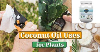 12 Coconut Oil Uses in the Garden & Home | Using Coconut Oil for Plants - balconygardenweb.com - county Garden