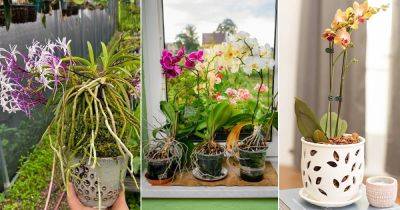Orchid Pot Holes | How to Pick the Perfect Orchid Pot - balconygardenweb.com