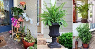 17 Best Plants for Front Door According to Various Cultures - balconygardenweb.com - China - Greece - Japan