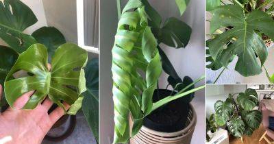 17 Common Monstera Plant Problems and Their Solutions - balconygardenweb.com