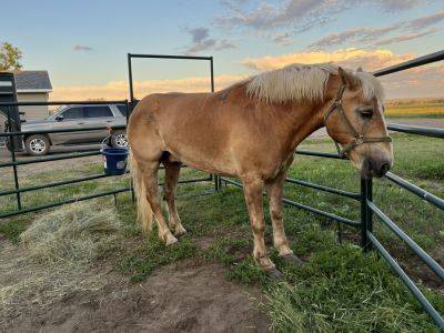 Kill Pen Scammers are Preying on Horse Lovers - modernfarmer.com - Mexico - state Montana - state Arkansas